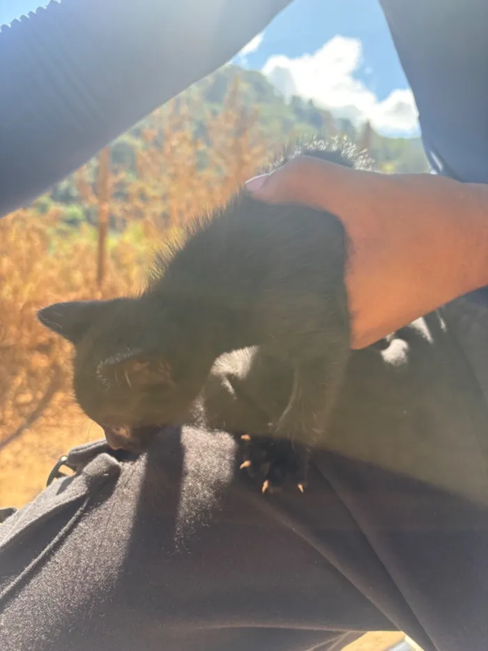 Gato raça SRD-ViraLata idade Abaixo de 2 meses nome Fúria da noite