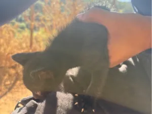 Gato raça SRD-ViraLata idade Abaixo de 2 meses nome Fúria da noite