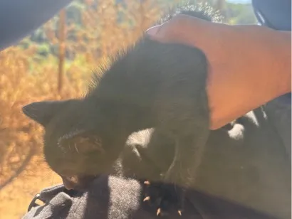 Gato raça SRD-ViraLata idade Abaixo de 2 meses nome Fúria da noite