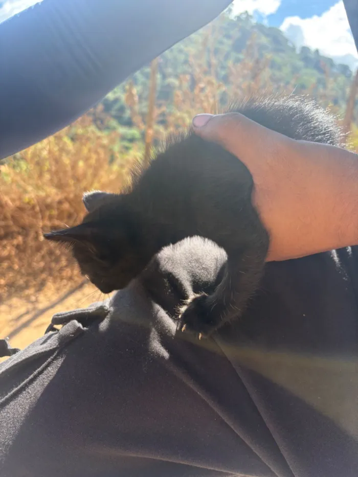 Gato raça SRD-ViraLata idade Abaixo de 2 meses nome Fúria da noite