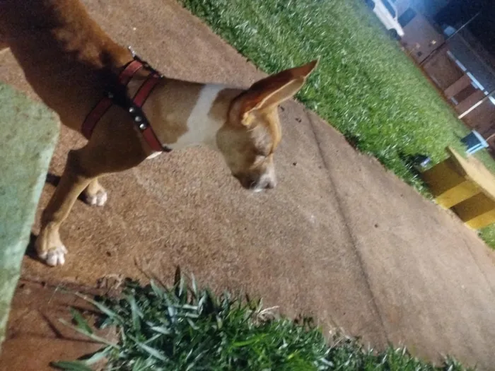 Cachorro raça Pit-Bull idade 2 a 6 meses nome thor