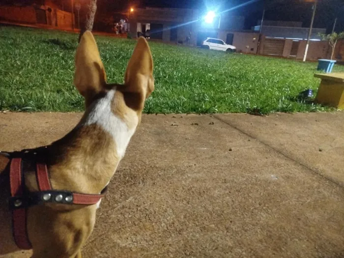 Cachorro raça Pit-Bull idade 2 a 6 meses nome thor