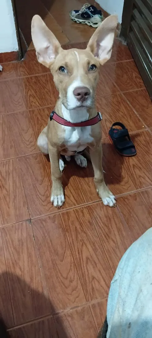 Cachorro raça Pit-Bull idade 2 a 6 meses nome thor