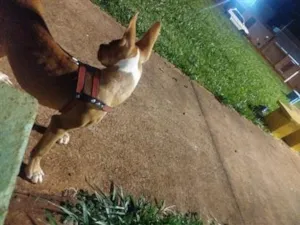 Cachorro raça Pit-Bull idade 2 a 6 meses nome thor