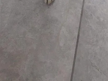 Cachorro raça SRD-ViraLata idade 1 ano nome Lecy 