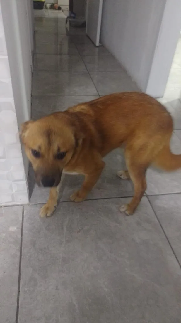 Cachorro raça SRD-ViraLata idade 7 a 11 meses nome Ursula