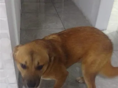 Cachorro raça SRD-ViraLata idade 7 a 11 meses nome Ursula