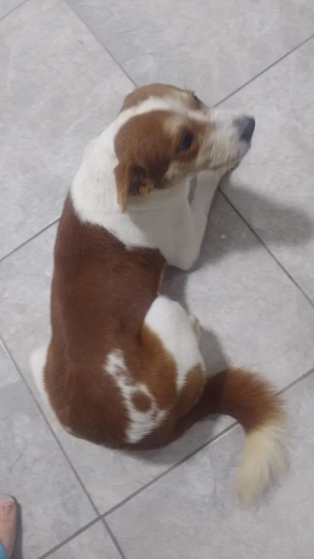 Cachorro raça SRD-ViraLata idade 7 a 11 meses nome jackschan
