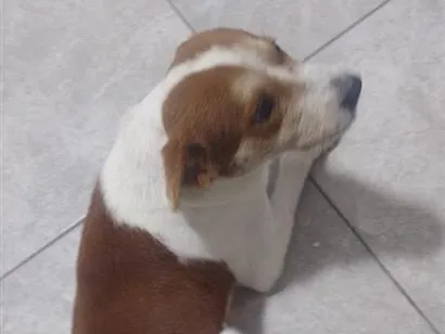 Cachorro raça SRD-ViraLata idade 7 a 11 meses nome jackschan