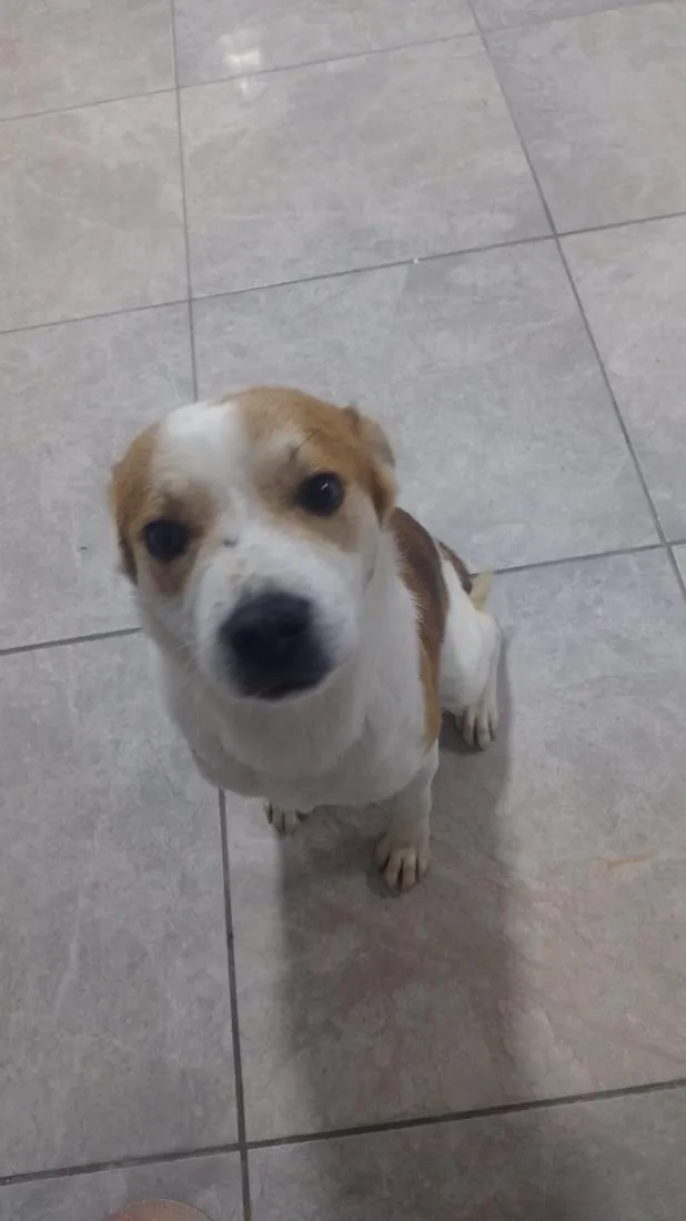 Cachorro raça SRD-ViraLata idade 7 a 11 meses nome thor