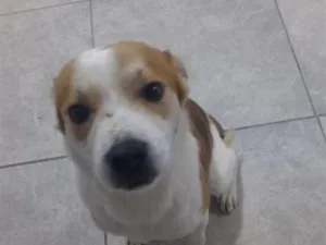 Cachorro raça SRD-ViraLata idade 7 a 11 meses nome thor