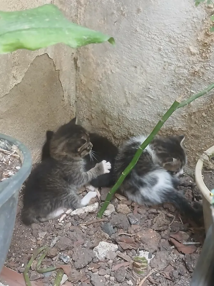Gato raça SRD-ViraLata idade Abaixo de 2 meses nome Irmãozinhos