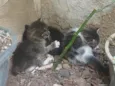 Irmãozinhos