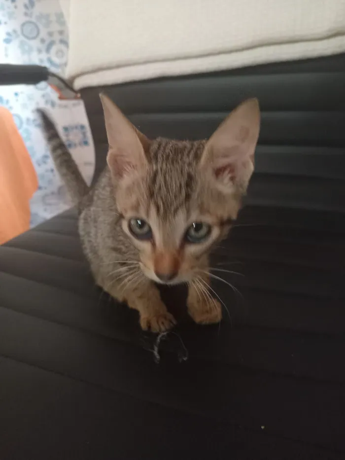 Gato raça SRD-ViraLata idade 2 a 6 meses nome Kemal Pamuk