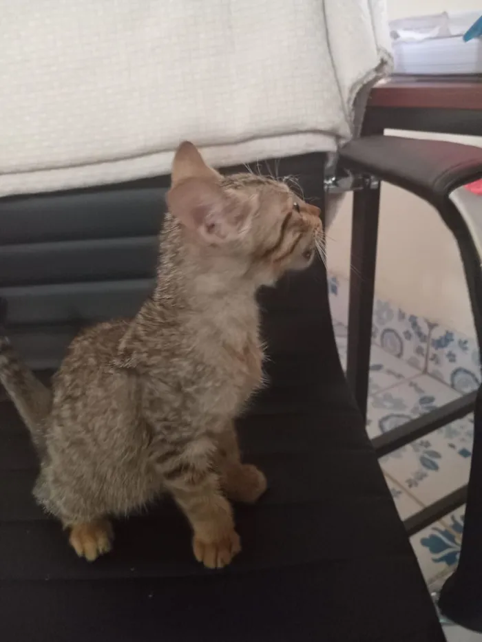 Gato raça SRD-ViraLata idade 2 a 6 meses nome Kemal Pamuk
