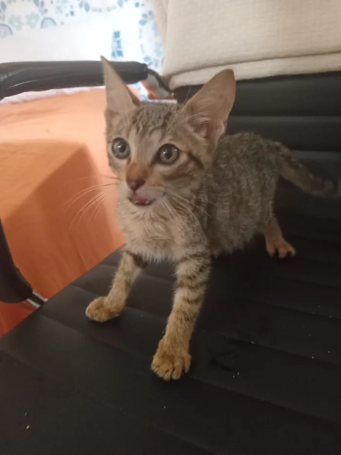 Gato raça SRD-ViraLata idade 2 a 6 meses nome Kemal Pamuk