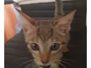 Gato raça SRD-ViraLata idade 2 a 6 meses nome Kemal Pamuk