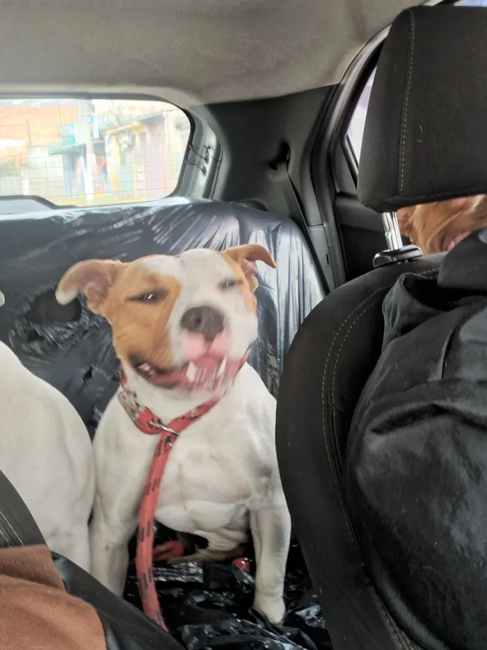 Cachorro raça Pit-Bull idade 1 ano nome Maia