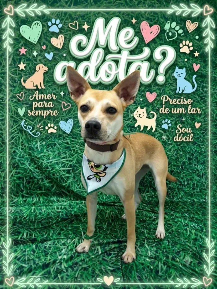 Cachorro raça SRD-ViraLata idade 7 a 11 meses nome Belinha