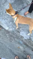 Belinha