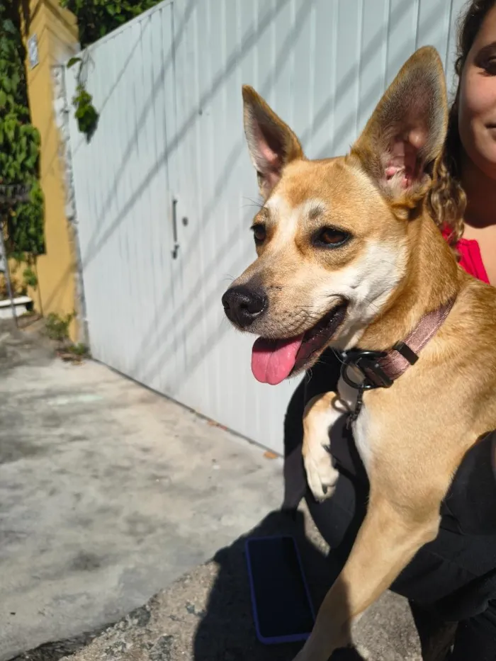 Cachorro raça SRD-ViraLata idade 7 a 11 meses nome Belinha
