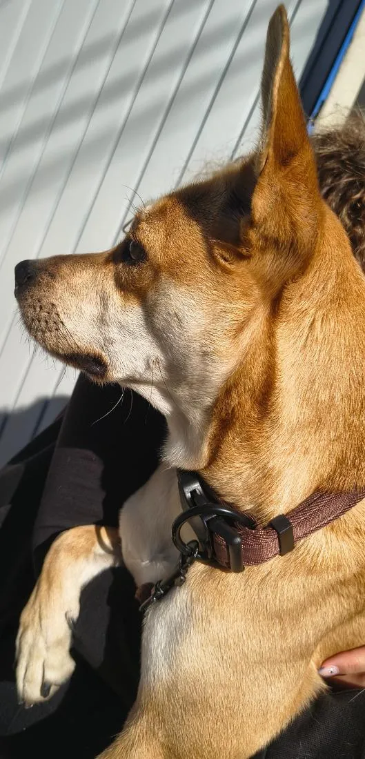 Cachorro raça SRD-ViraLata idade 7 a 11 meses nome Belinha
