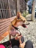 Belinha