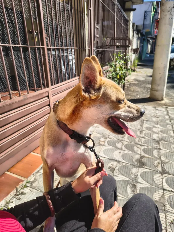 Cachorro raça SRD-ViraLata idade 7 a 11 meses nome Belinha