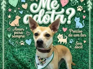 Cachorro raça SRD-ViraLata idade 7 a 11 meses nome Belinha
