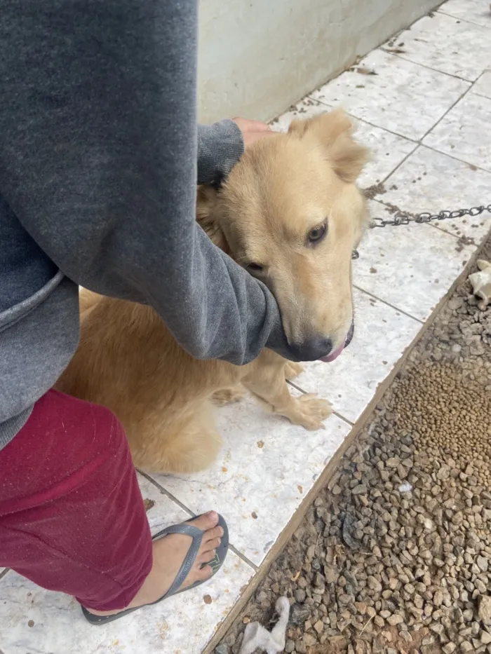 Cachorro raça SRD-ViraLata idade 1 ano nome Kiara