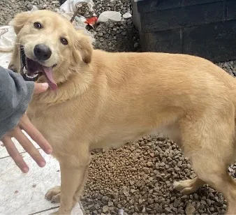 Cachorro raça SRD-ViraLata idade 1 ano nome Kiara