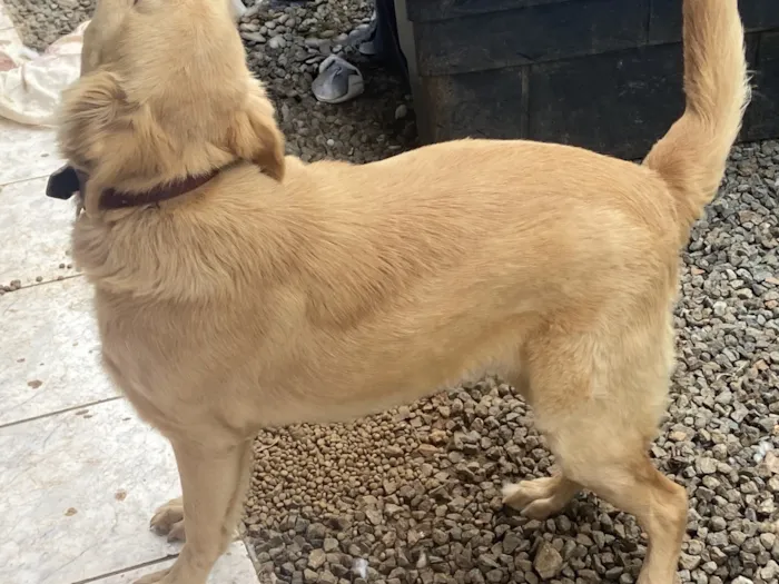 Cachorro raça SRD-ViraLata idade 1 ano nome Kiara