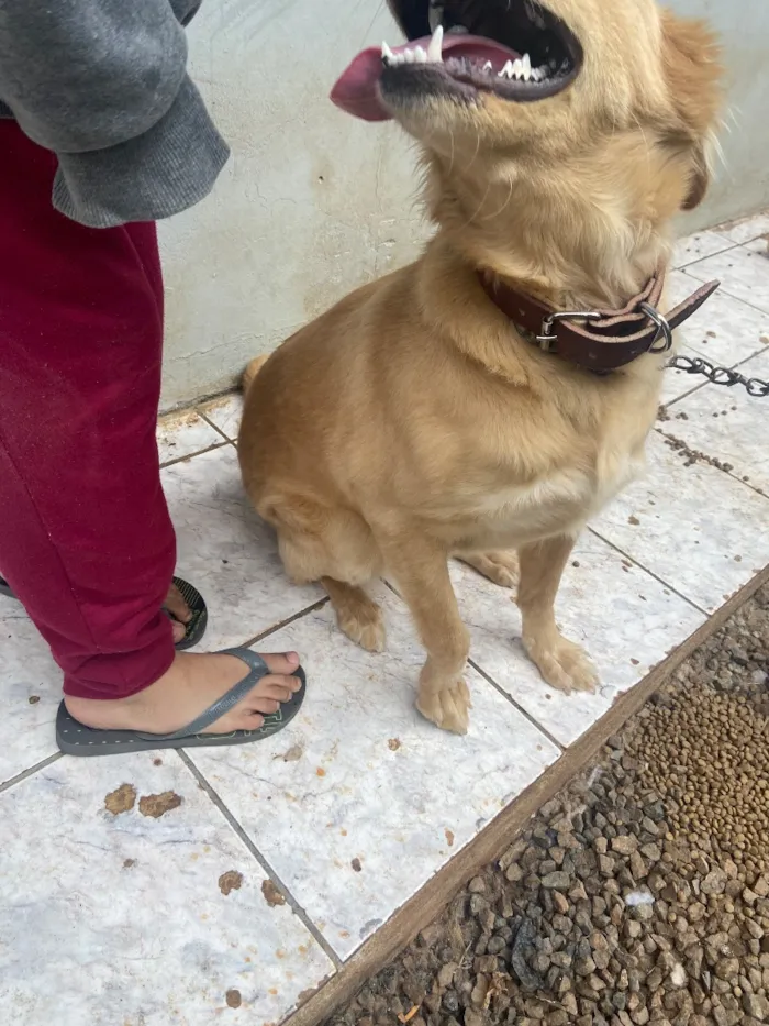 Cachorro raça SRD-ViraLata idade 1 ano nome Kiara
