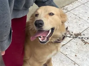 Cachorro raça SRD-ViraLata idade 1 ano nome Kiara