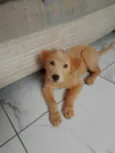 Kiara