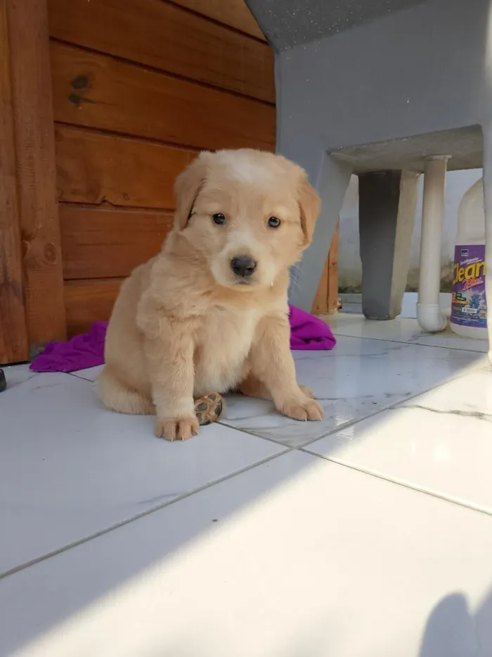 Cachorro raça SRD-ViraLata idade 1 ano nome Kiara