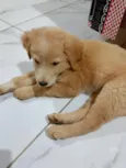 Kiara