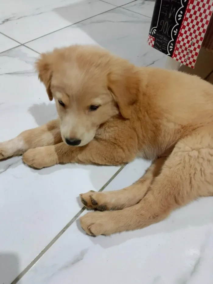 Cachorro raça SRD-ViraLata idade 1 ano nome Kiara