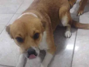 Cachorro raça SRD-ViraLata idade 1 ano nome Lecy 