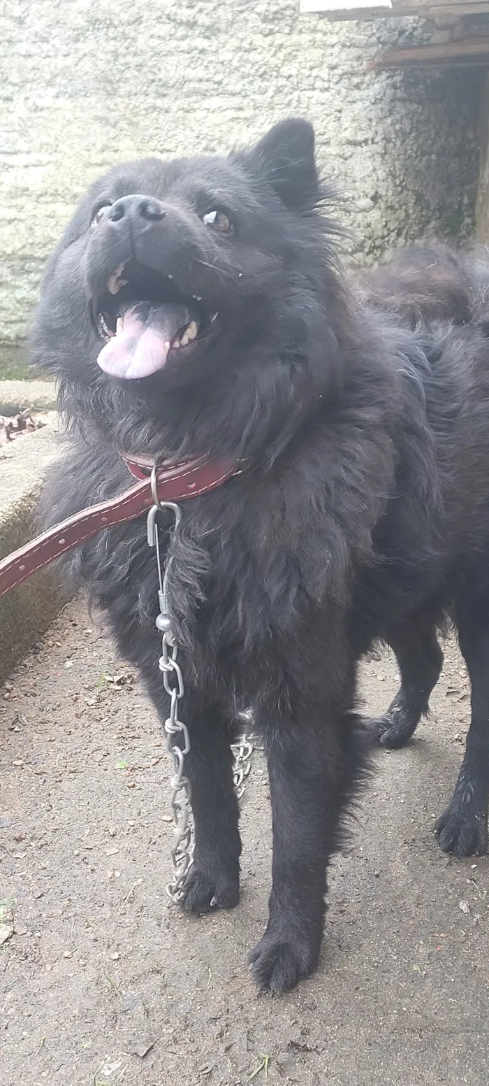 Cachorro raça SRD-ViraLata idade 1 ano nome Max