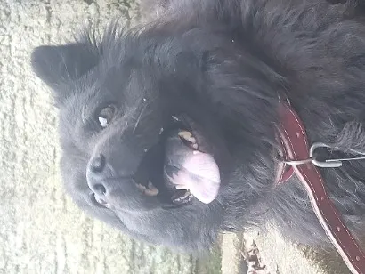 Cachorro raça SRD-ViraLata idade 1 ano nome Max