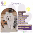 Branca