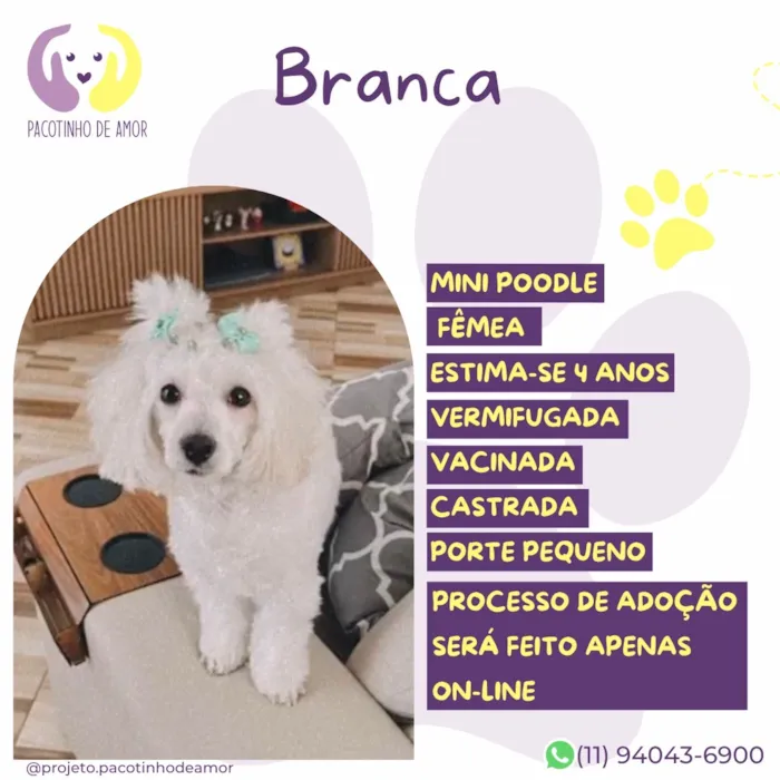 Cachorro raça SRD-ViraLata idade 3 anos nome Branca
