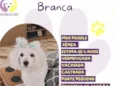 Branca