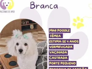 Cachorro raça SRD-ViraLata idade 3 anos nome Branca