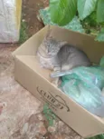Niki 