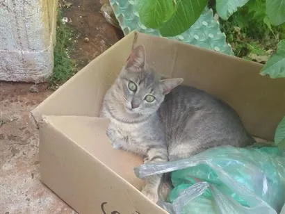 Gato raça SRD-ViraLata idade 7 a 11 meses nome Niki 