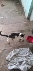 Gata Adulta.