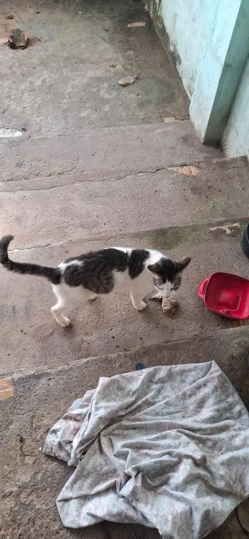 Gato raça SRD-ViraLata idade 1 ano nome Gata Adulta.