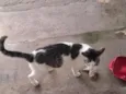 Gata Adulta.